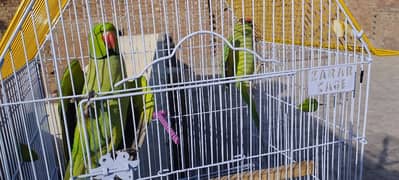 Ringneck Pair for sale