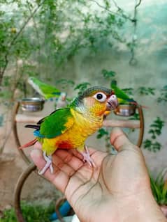 Handtame yellow sided conure / sun conure / monk / cocktails
