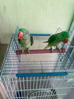 kashmiri raw parrot  pair