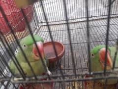 original raw parrots pair