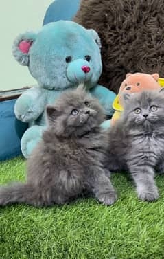 Persian Smokey Gray Kittens Available Now