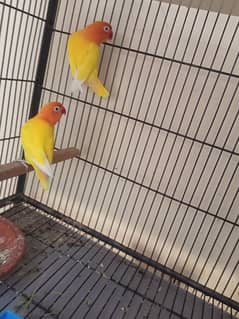 lovebirds 3 pairs for sale