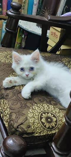 pure blood line persian triple fure blue eyes tamed cat