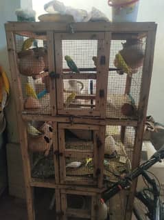 some pairs Australian parrots for sale each pair 600