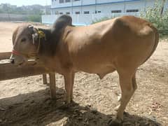 sq  cattle farm 2 dant bechra