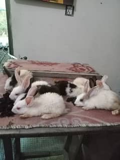 Desi rabbits for sale