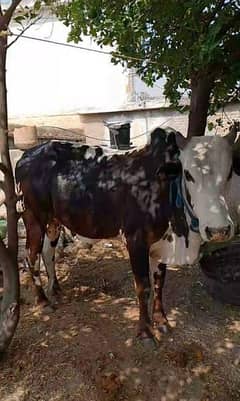 cow or goat Islamabad farm