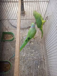 Green Ringnack Parrot