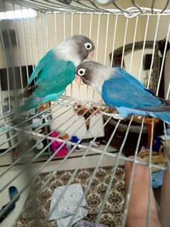 Voilet and cobalt love birds