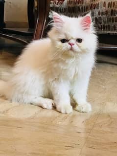 Punched face Persian Kitten