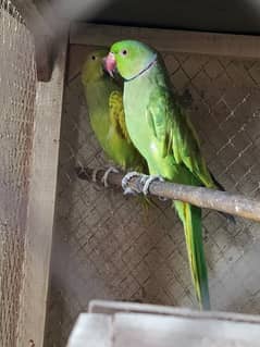 parrots for sale
