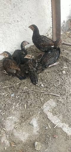 4 aseel chicks