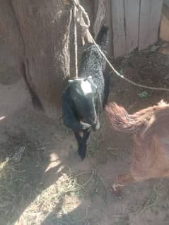 goats  for sell