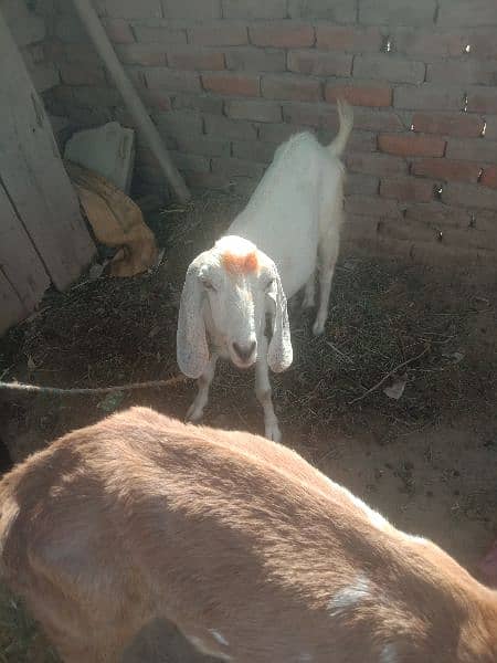 goats  for sell 1