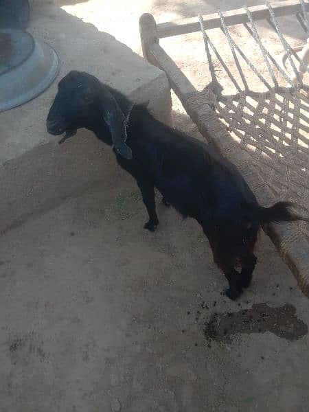 goats  for sell 2