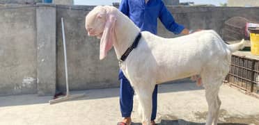 Gulabi Goat Bakra for sale