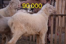 bakra  | chatray | sheep | Mundra | Qurbani 2024