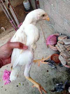 Aseel Mianwali Chicks Available