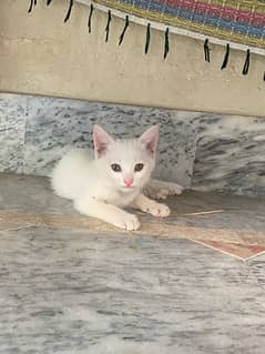 Russian white Cat