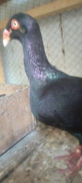 Sale Sale Beautiful  Fancy Pigeons pair 03086693318 13