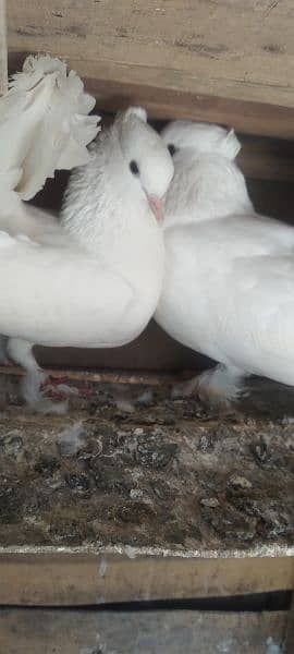 Sale Sale Beautiful  Fancy Pigeons pair 03086693318 15