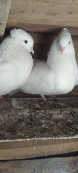 Sale Sale Beautiful  Fancy Pigeons pair 03086693318 16