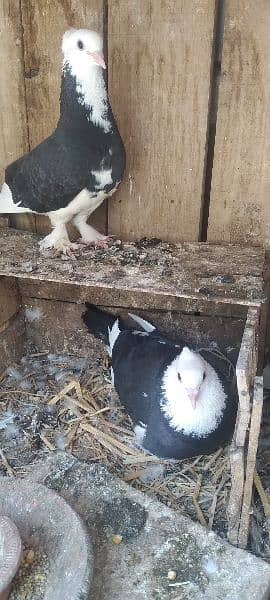 Sale Sale Beautiful  Fancy Pigeons pair 03086693318 17