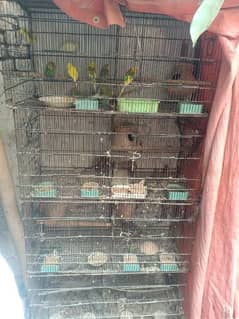 Heavy Weight Master Cage only 11000