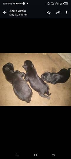 pure labra family baby all are vaccinated