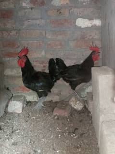 Australorp roosters
