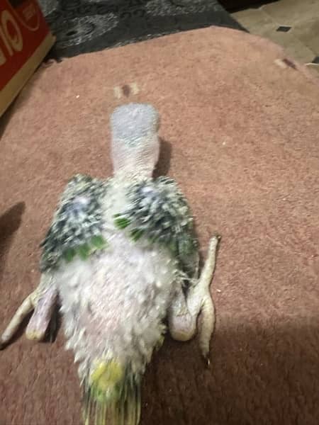 raw chicks and green ring nk parot breedr pair 4 sale 1