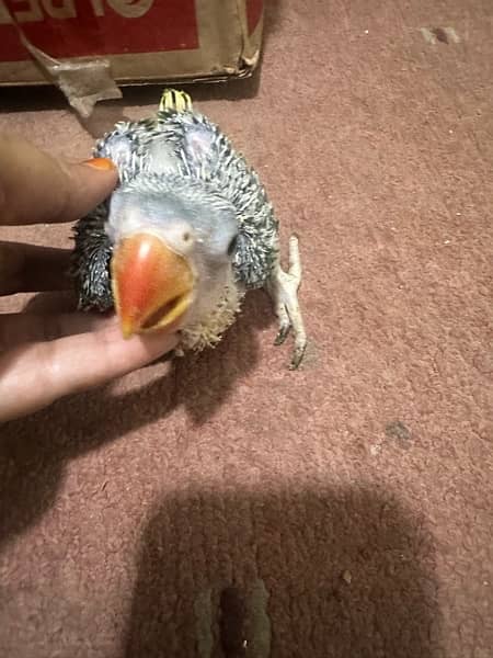 raw chicks and green ring nk parot breedr pair 4 sale 2