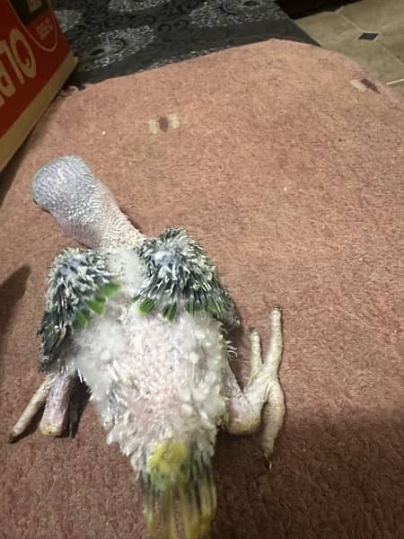 raw chicks and green ring nk parot breedr pair 4 sale 3