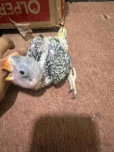 raw chicks and green ring nk parot breedr pair 4 sale 5