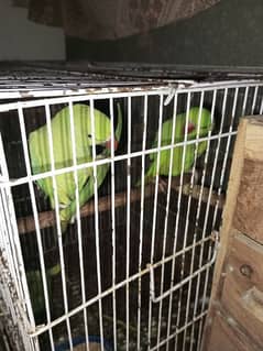 beautiful pair of pahari parrot