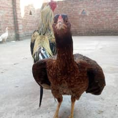 argent for sale pure minwali breeding