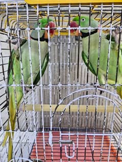 2 Raw Ring Neck Parrots Male (house tammed)
