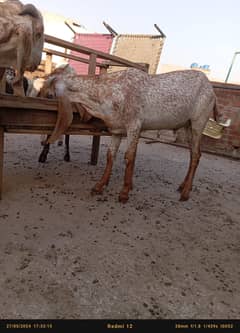 Desi Bakray | Goat For Sale | Rajanpuri Bakray 304 3374182View number