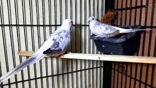 Top Quality Blue Pied Breeder Pair Ready to first Breed 0304,4976,220