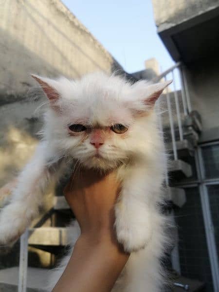 Persian female kitten 1