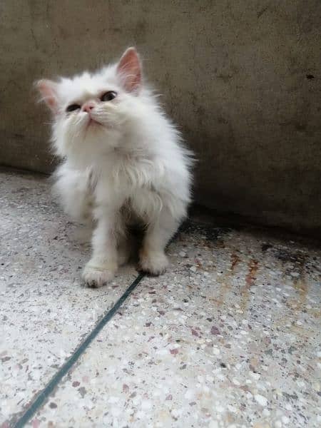 Persian female kitten 3