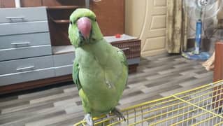 speaking parrot for sale with cage
