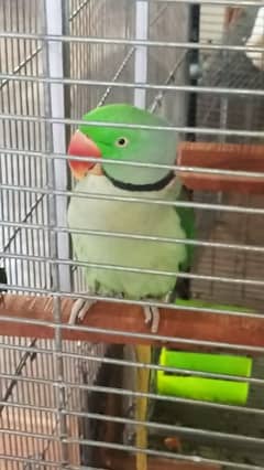 raw parrot breeder male