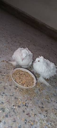 fancy pigeons. male and female
