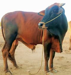 Cattle For Sale