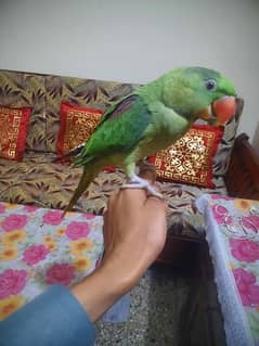 Raw parrot hand tame