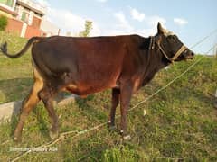 Qurbani bull for sale [choga]