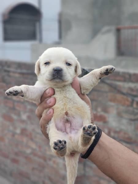 Labra puppies available 0