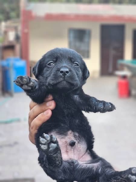 Labra puppies available 1