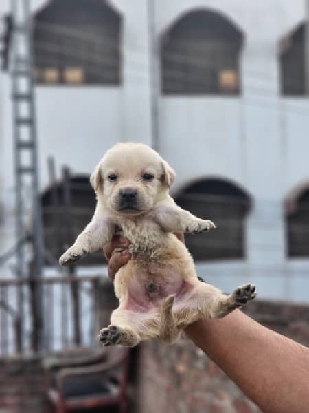 Labra puppies available 2